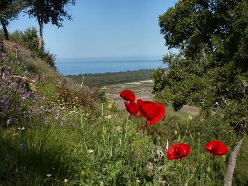 View of poppies & wildflowers, Samis Castle,Kato Samiko, West Peloponese, Greece