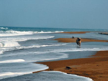 Summer on the beach-Kato Samiko, with Bouka the dog