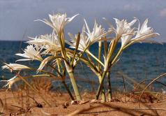 Sea Daffodils at beach-Kato Samiko, West Peloponnese, Greece