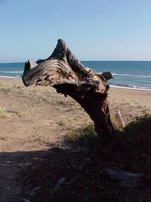  Tree-stump at empy beach at Kato Samiko, Zacharo, Peloponnese, Greece