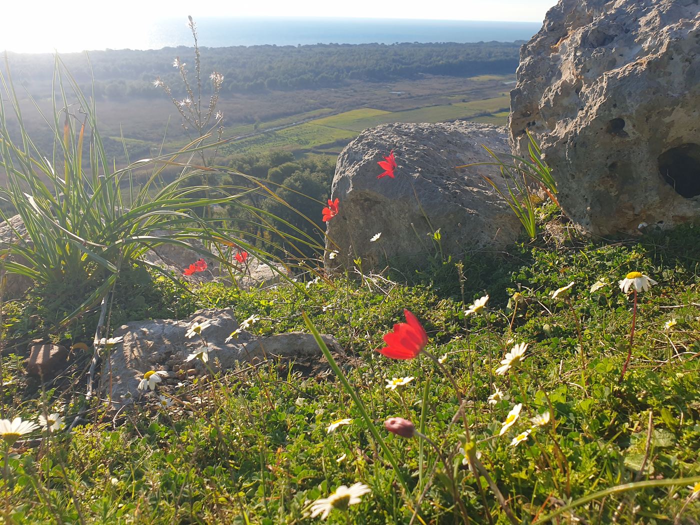 Spring anemones take in the view to Zakynthos