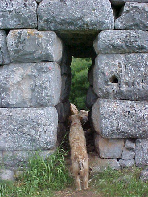 A doorway in the wall, with a dog standing in it.