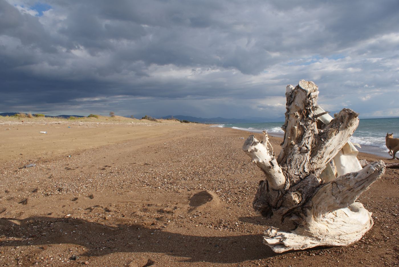On the sand at Kato Samiko, with a bleached tree trunk in the foreground.