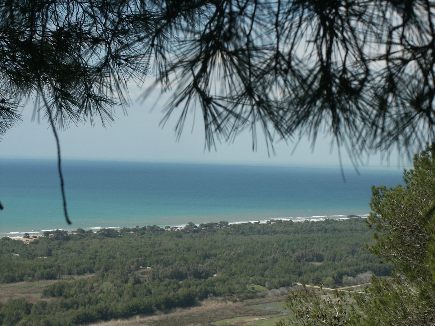 The beach and the forest behind it, from the hills.