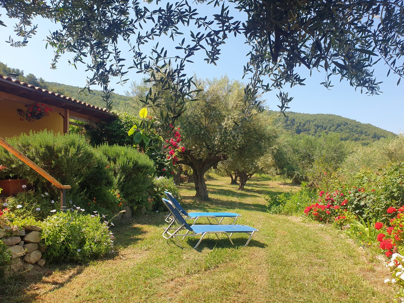 Sun loungers on the lawn beneath the old olive tree.