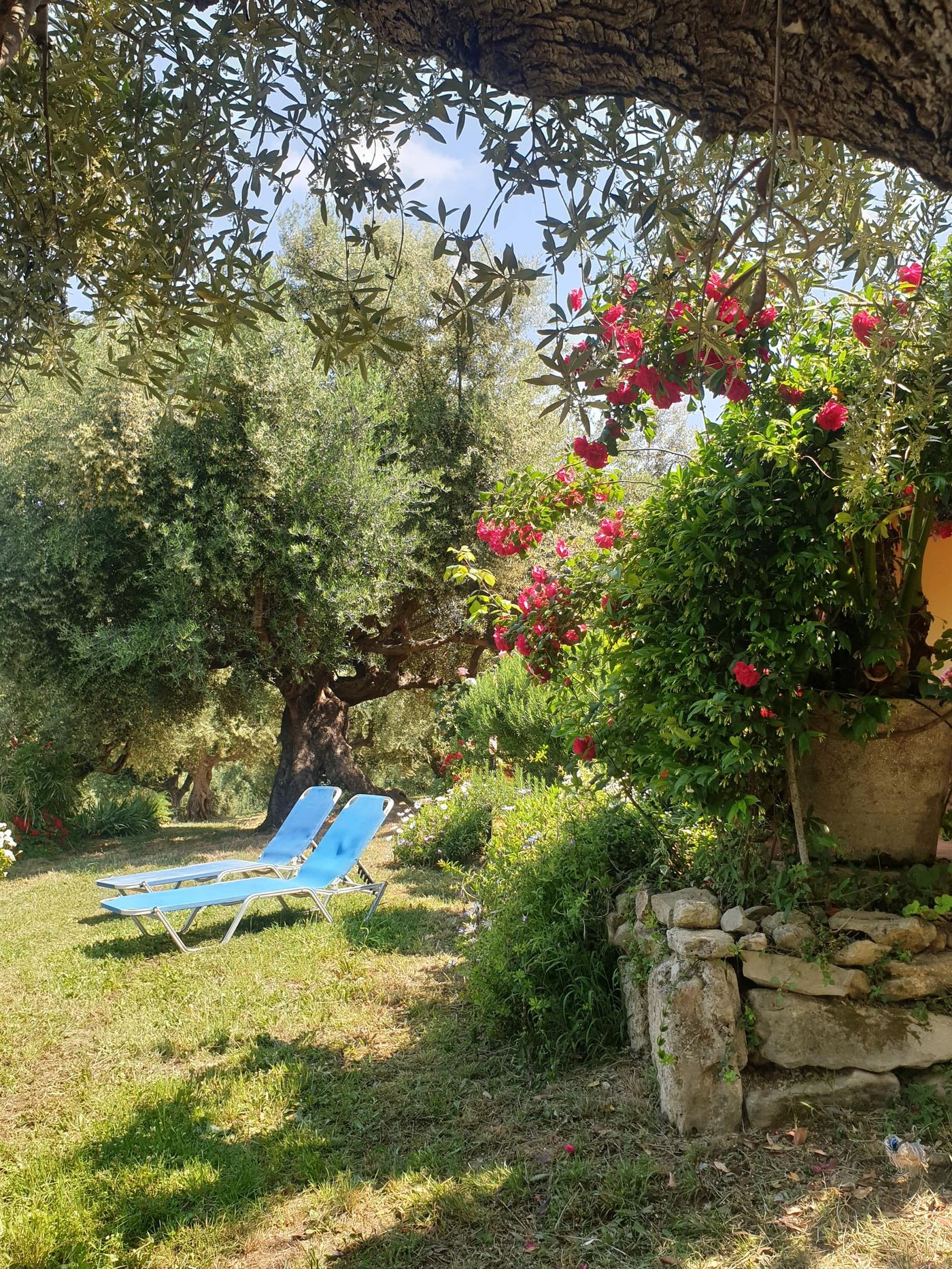 The garden lawn beneath the olive trees.