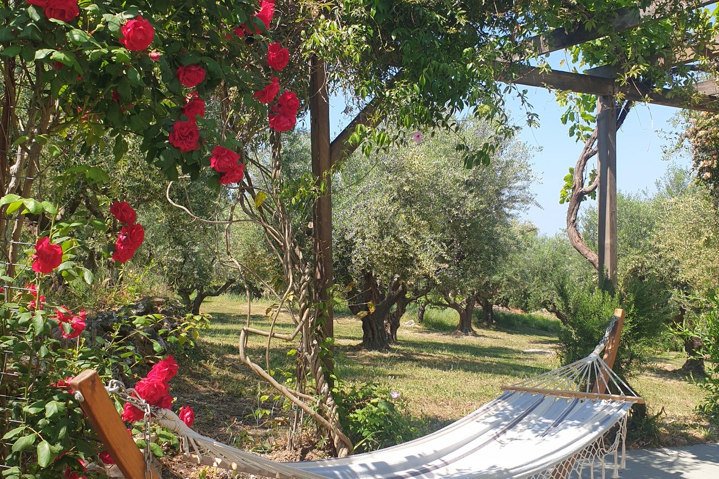 Geraniums and roses along the edge of the veranda.