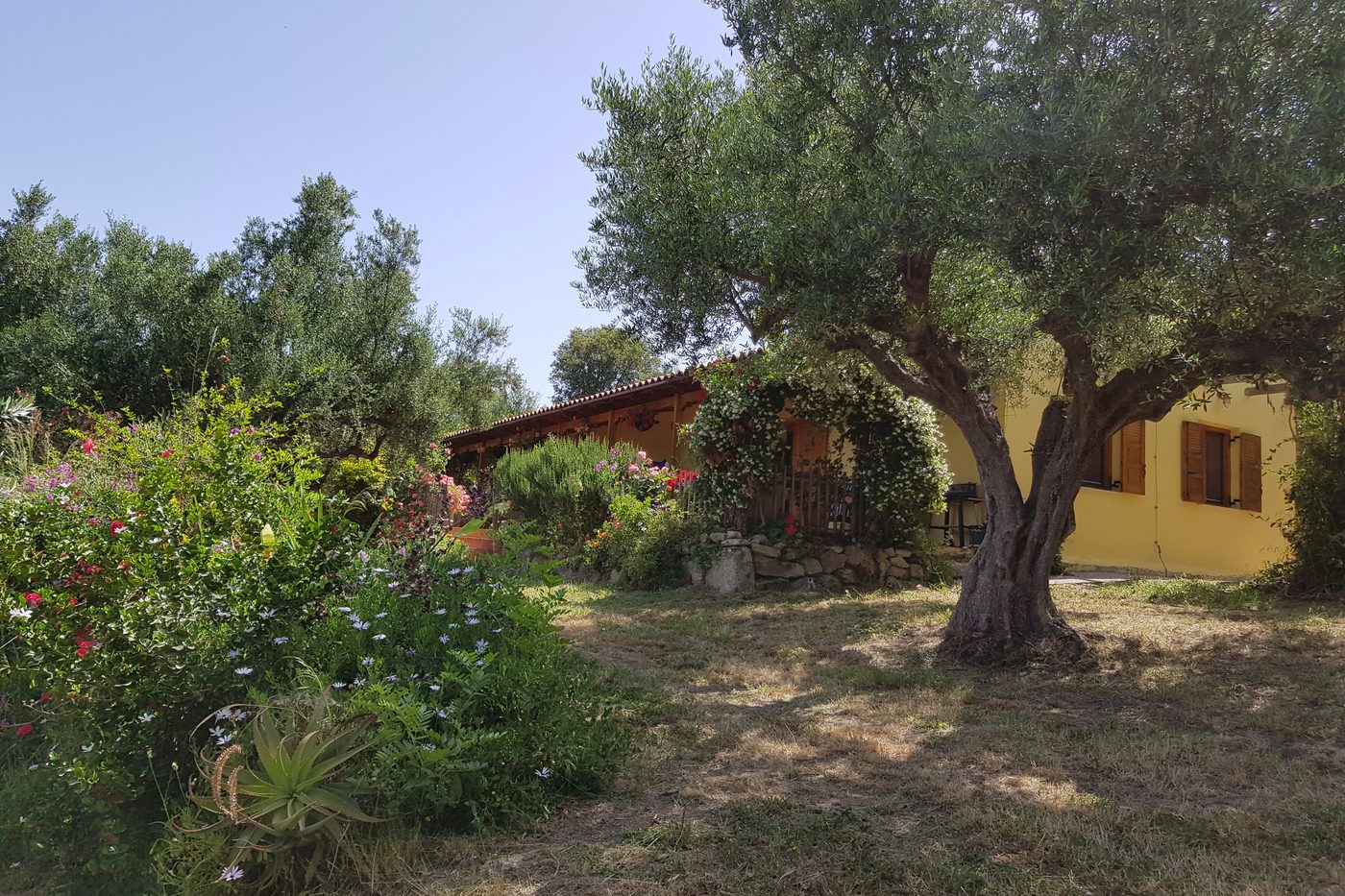 The house seen through the olive grove.
