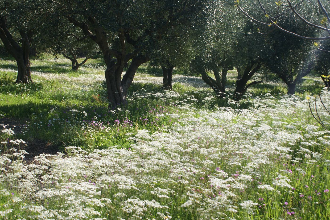 The grove in spring flower.