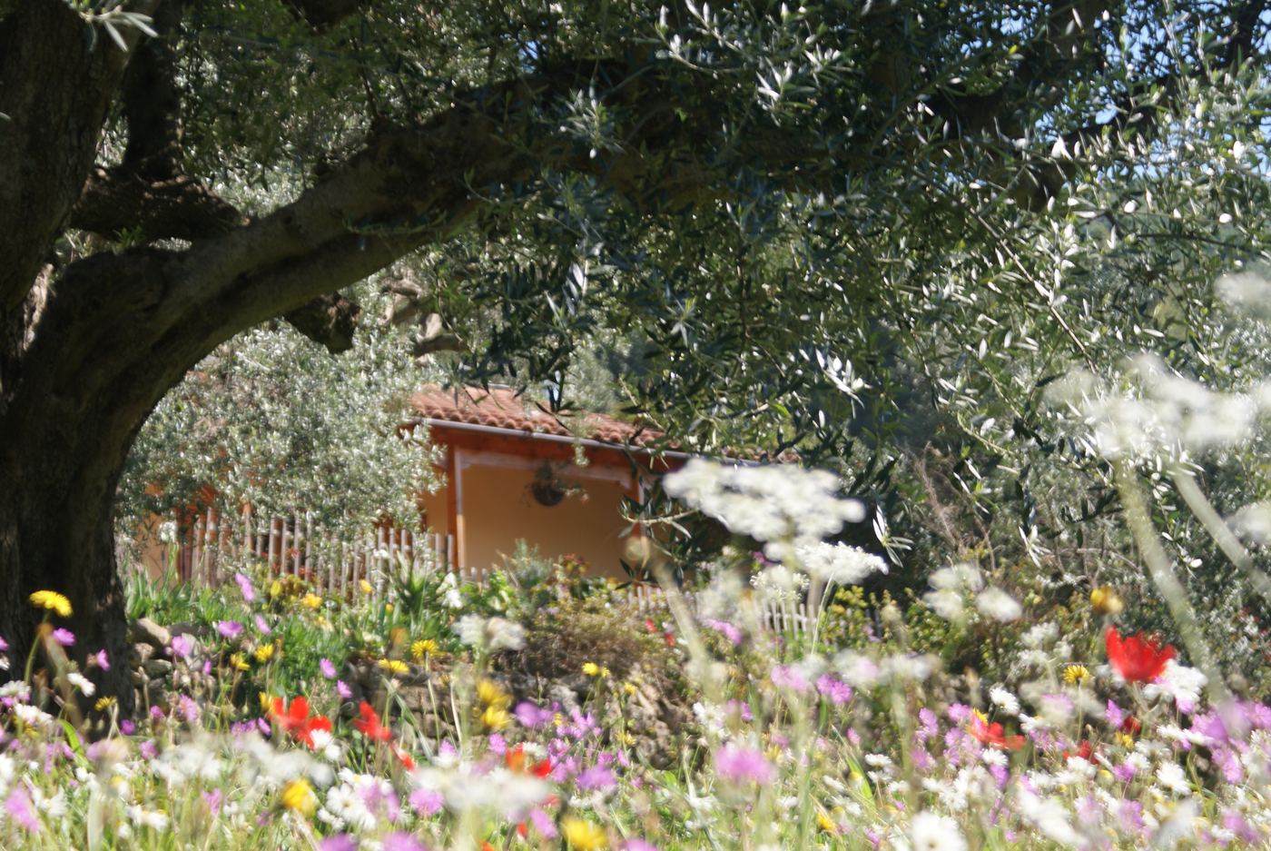 Wild flowers and spring greenery beneath the olive trees.