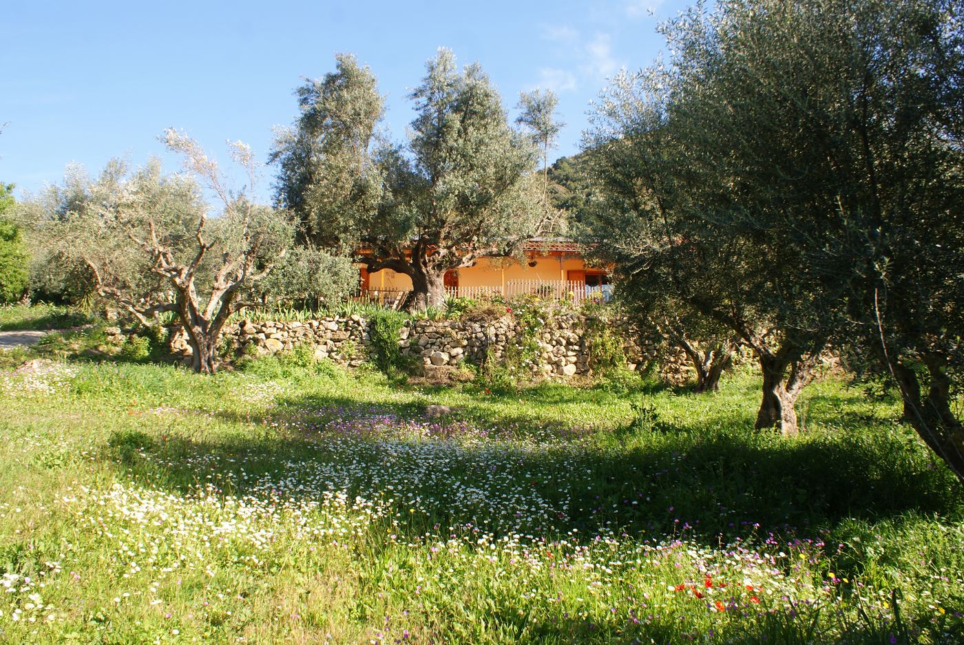 The farmhouse across the grove.