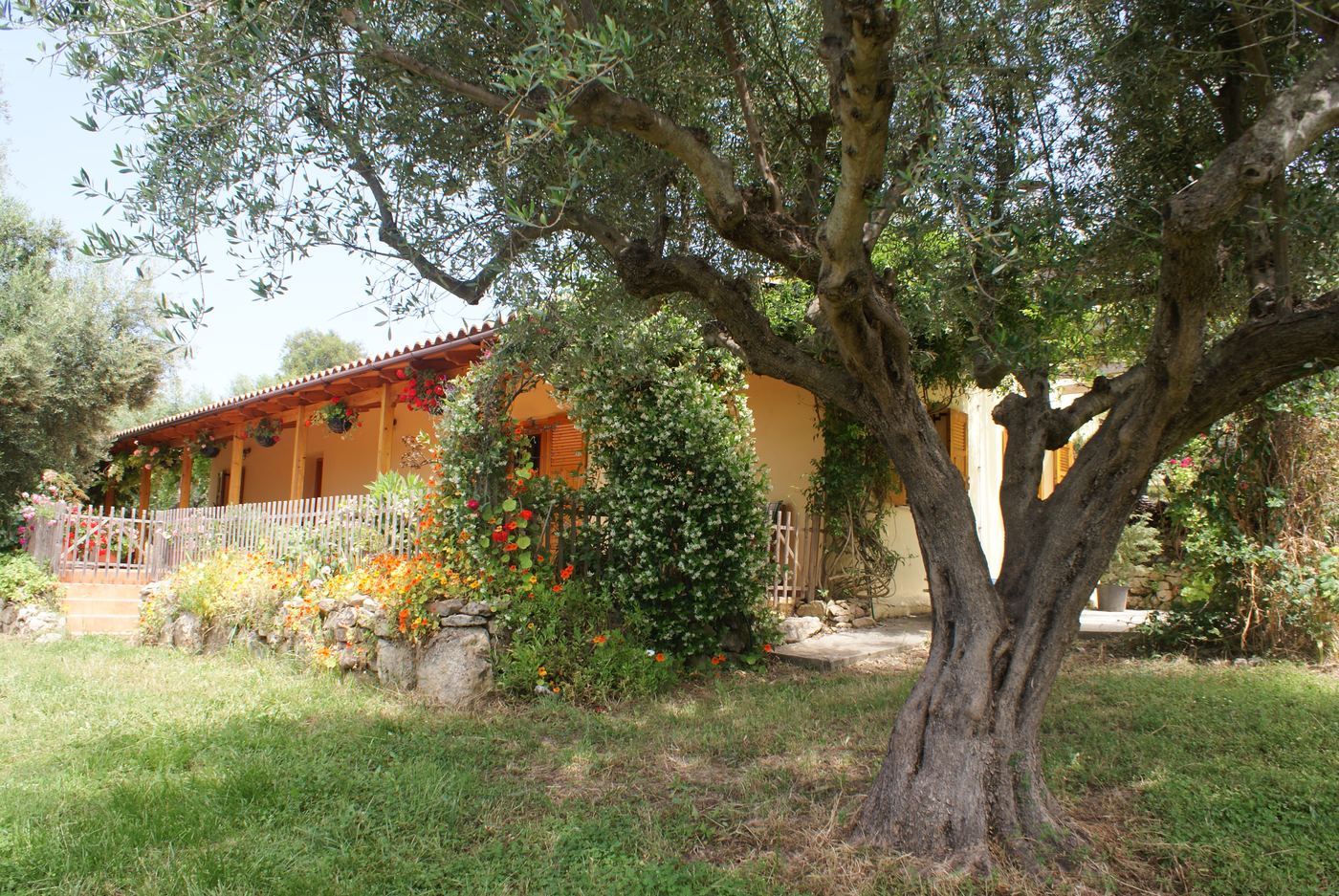 The house seen from the olive grove.