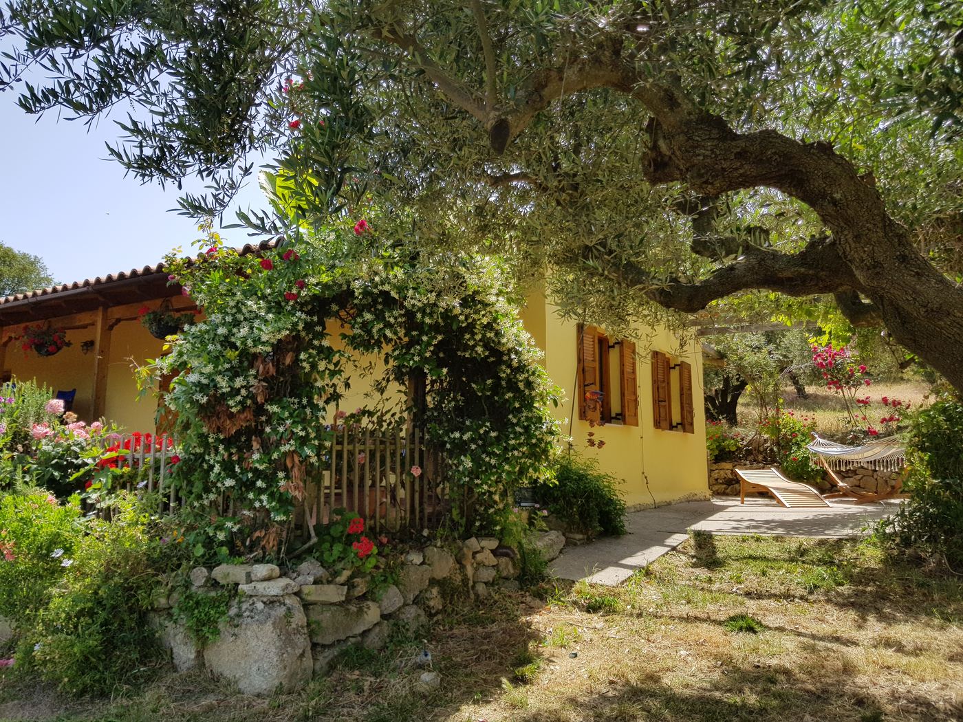 The farmhouse at The Olive Farm, under the oldest olive tree, with the hammock and sun loungers.