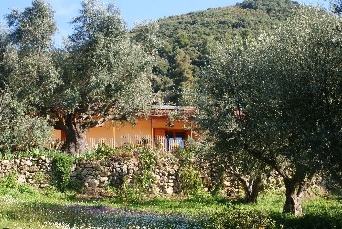 The house and its stone terrace, framed by olive trees.