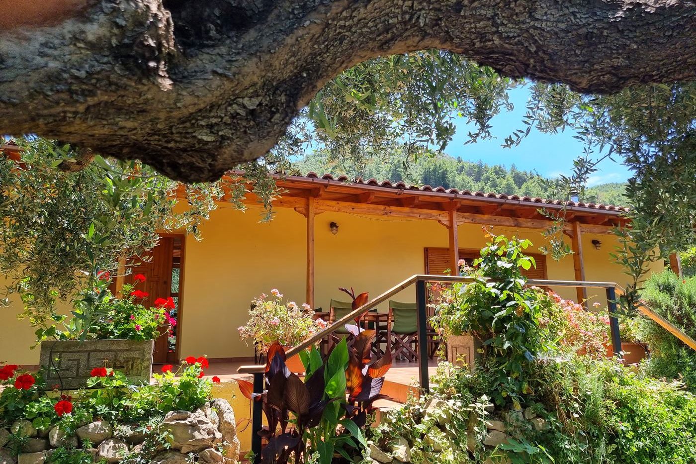 The farmhouse at The Olive Farm, seen under the branches of the oldest olive tree.
