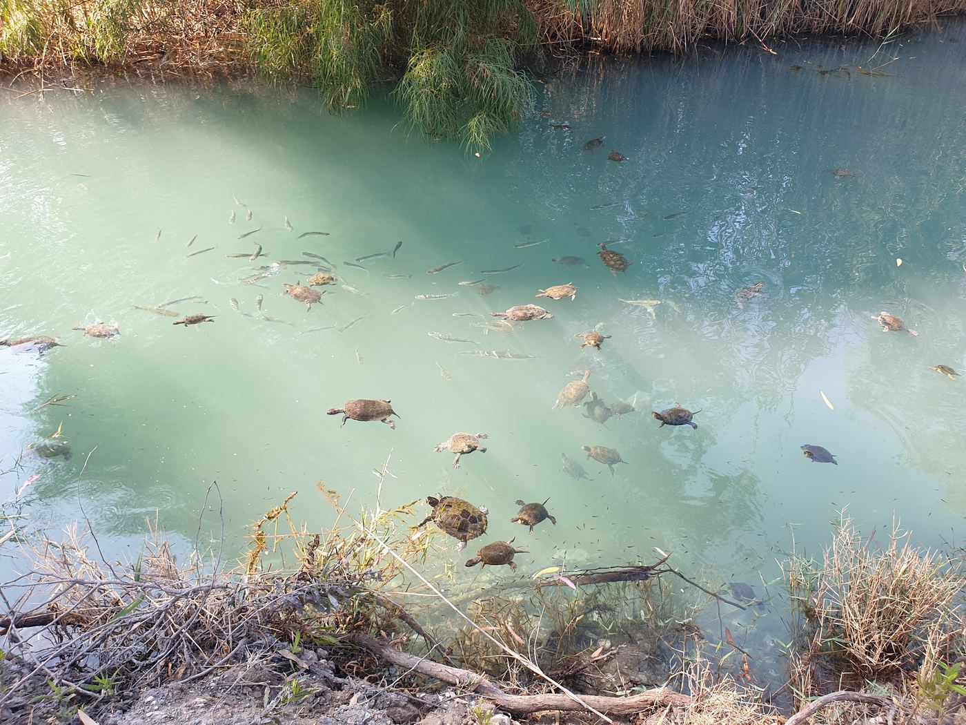 The fresh-water turtles have learned to come for food.