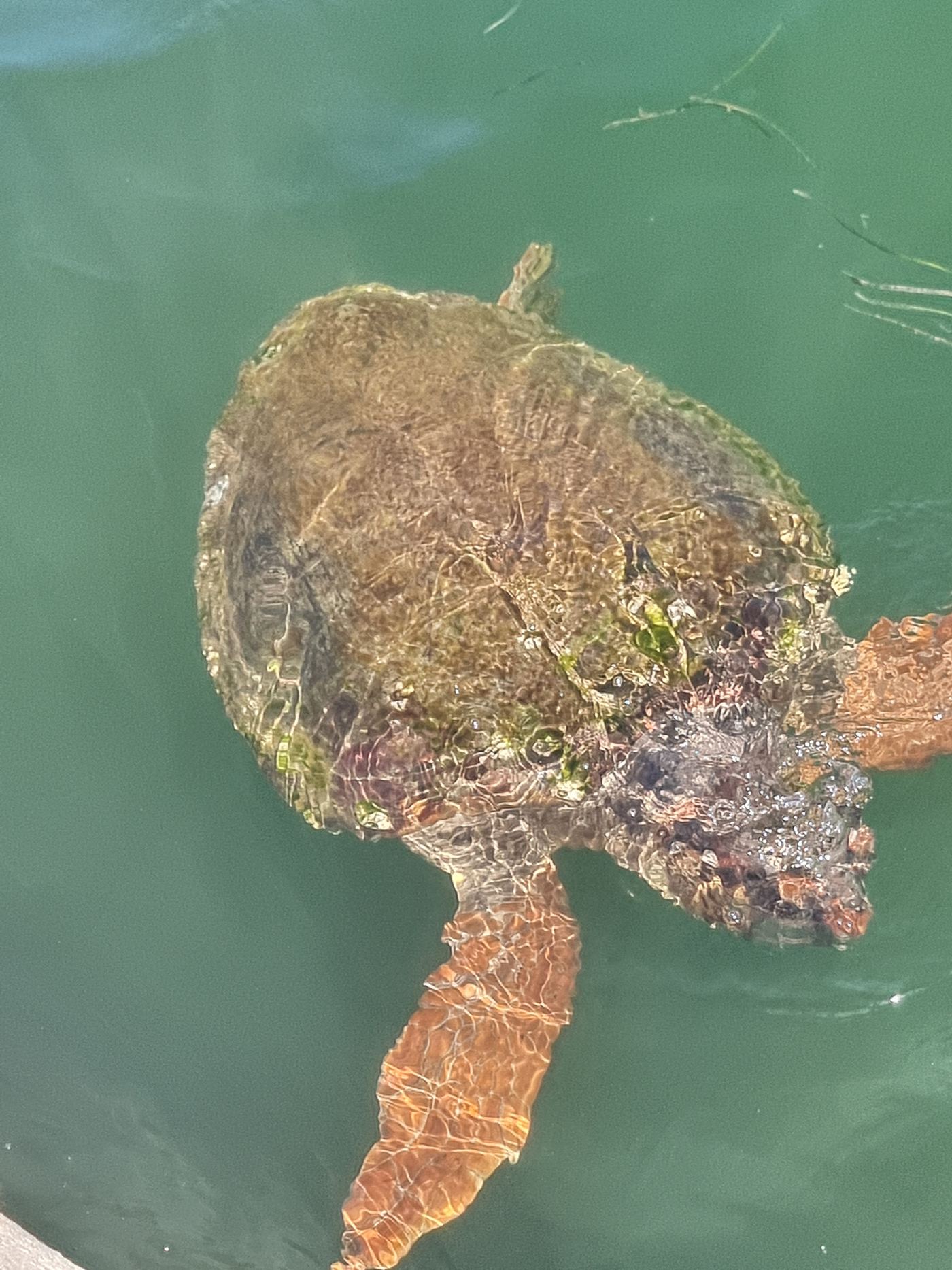 A loggerhead turtle, photographed from a paddleboard.