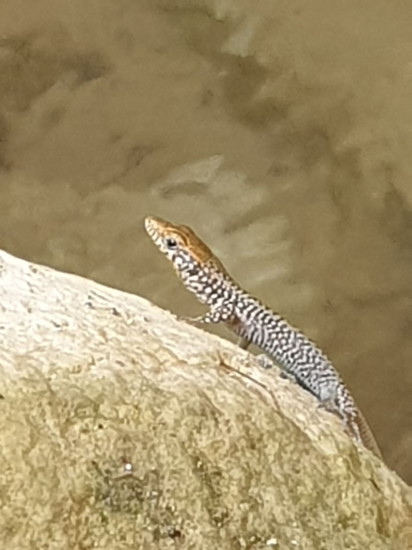 A lizard. The locals are somewhat timid.