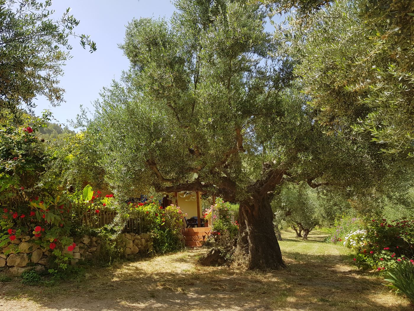 One of the oldest olive trees on the farm.