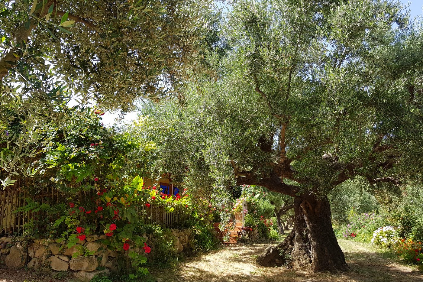 The oldest olive tree, seen from the garden path.