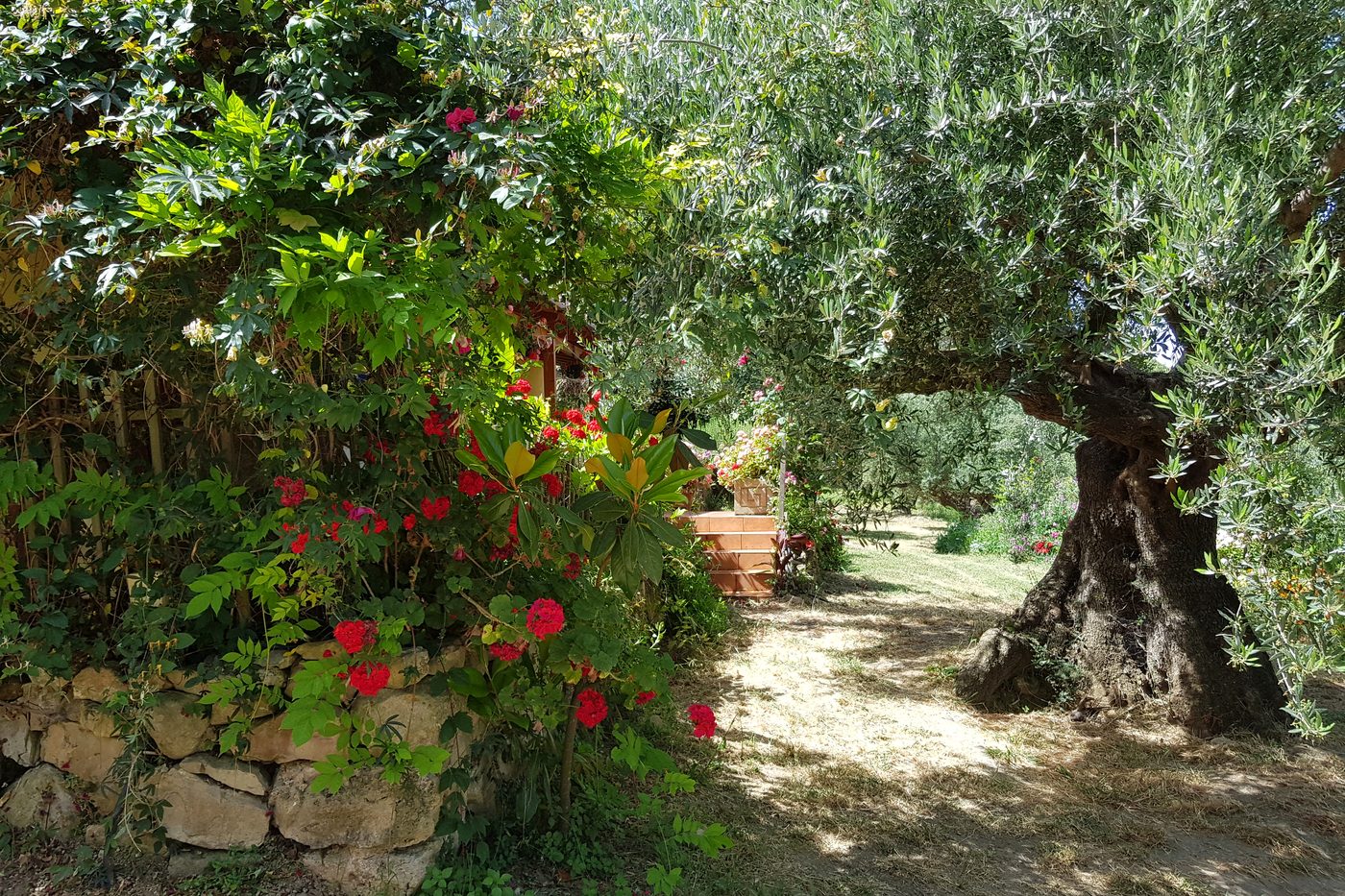 The gnarled trunk of the oldest olive tree on the farm, beside the veranda.