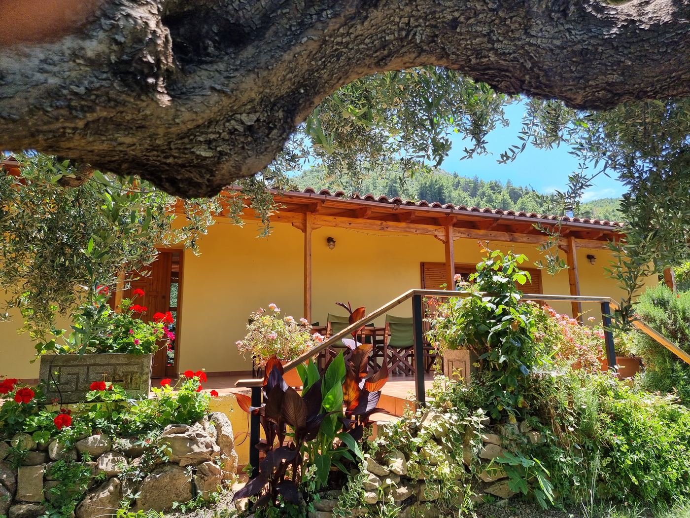 Olive trees in the garden, with the house beyond.