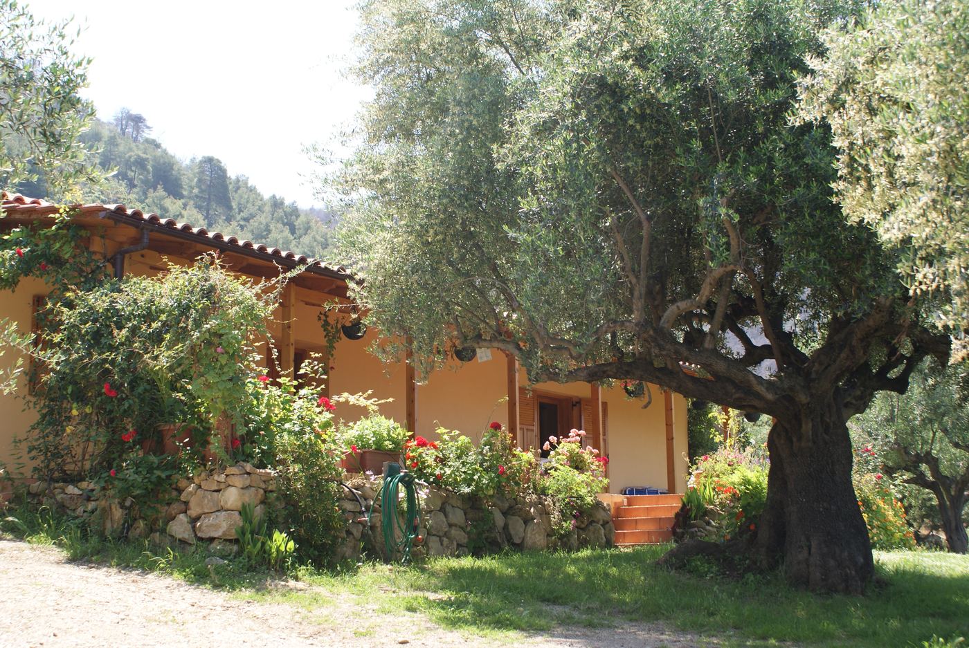 Stone-built terraces and olive trees at The Olive Farm.
