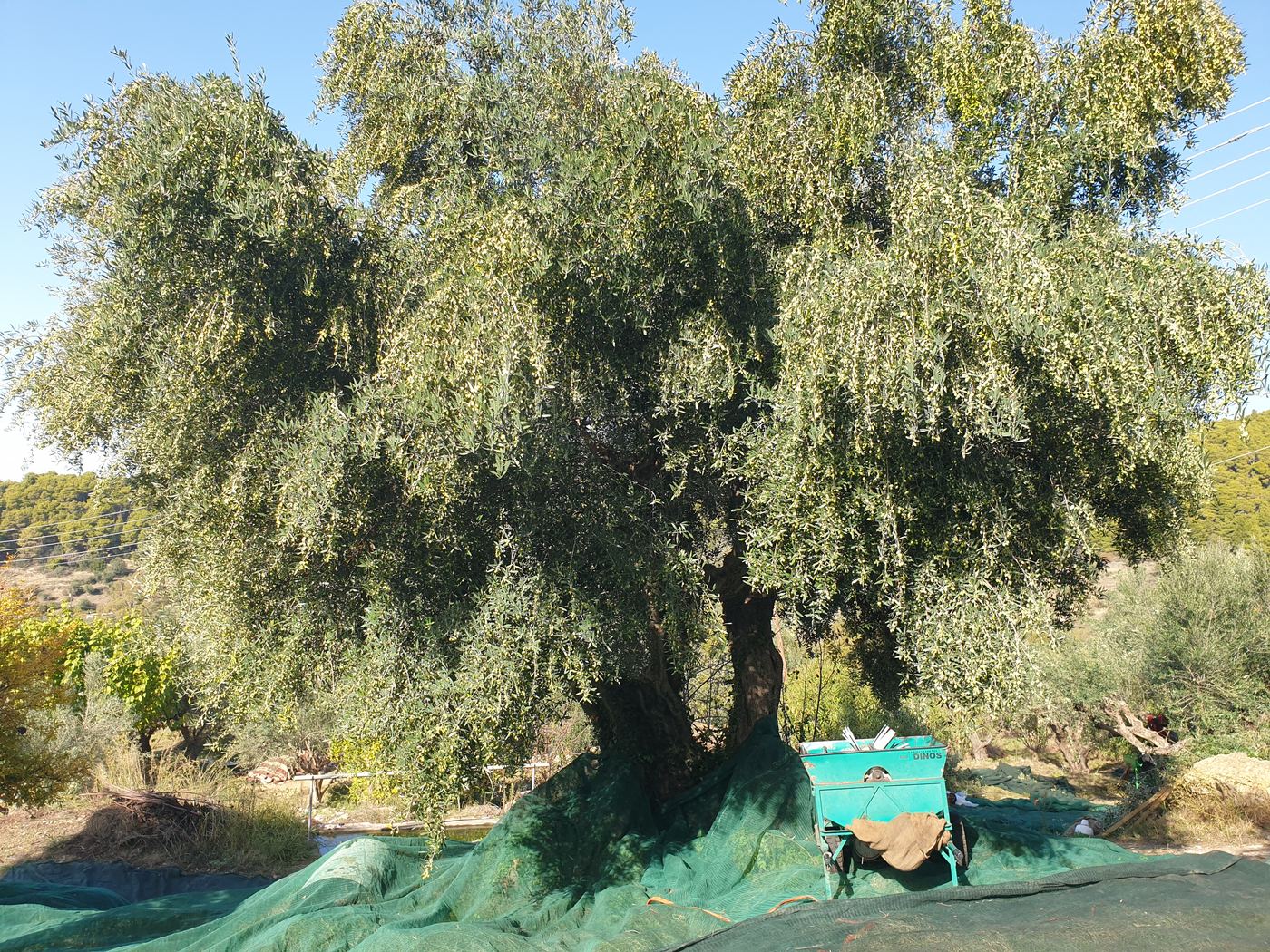 A tree ready for harvest, and the machinery beneath it.