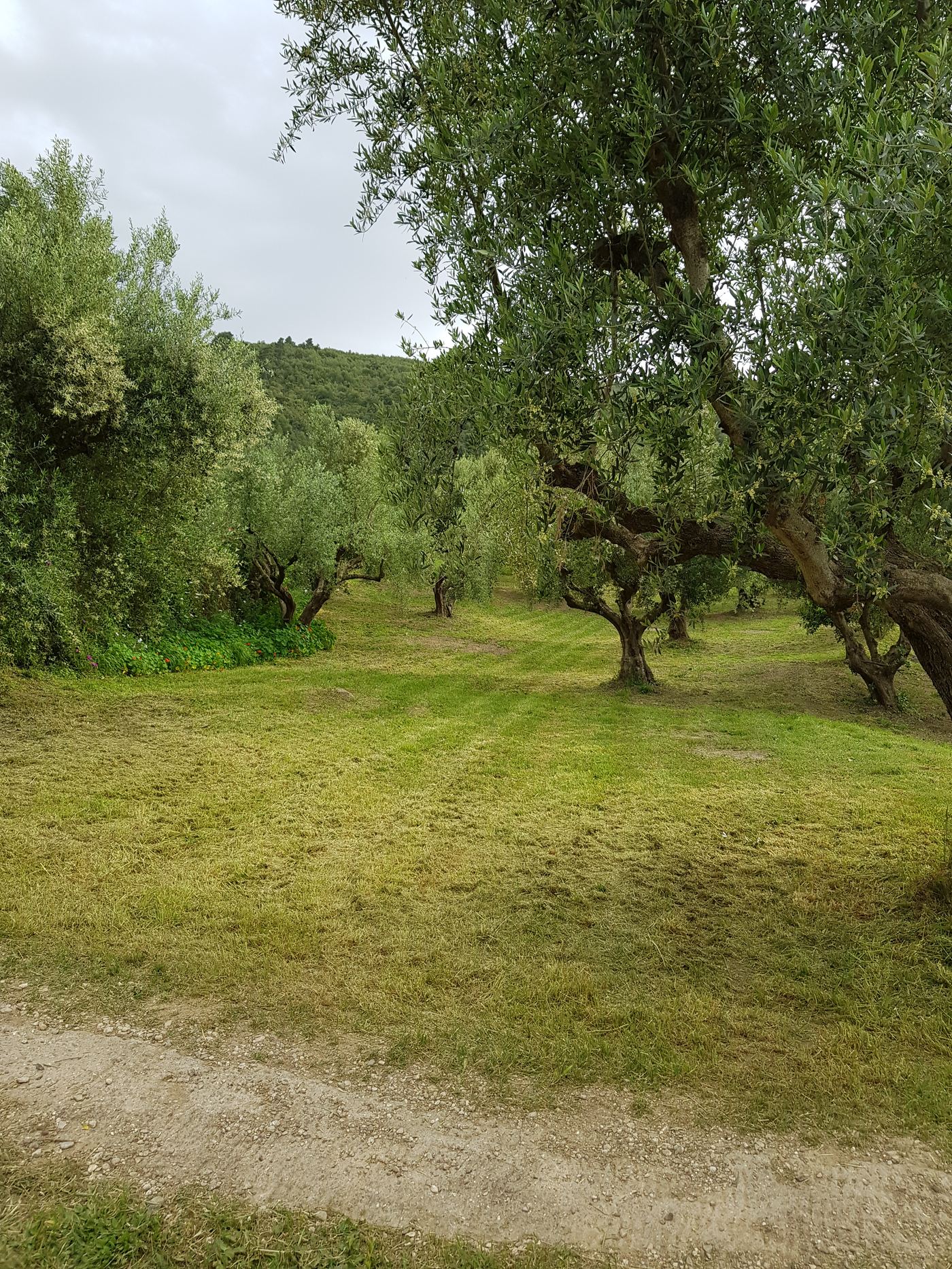 Olive trees.