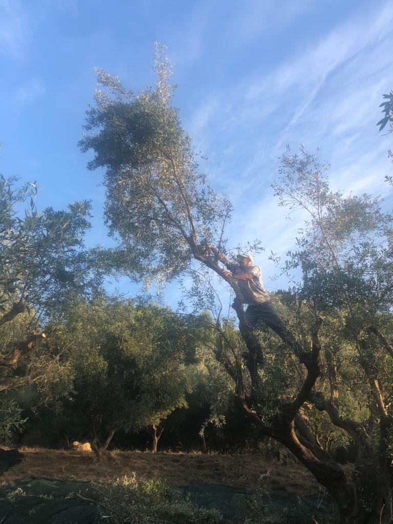 Up a tree with a chainsaw - what could possibly go wrong?