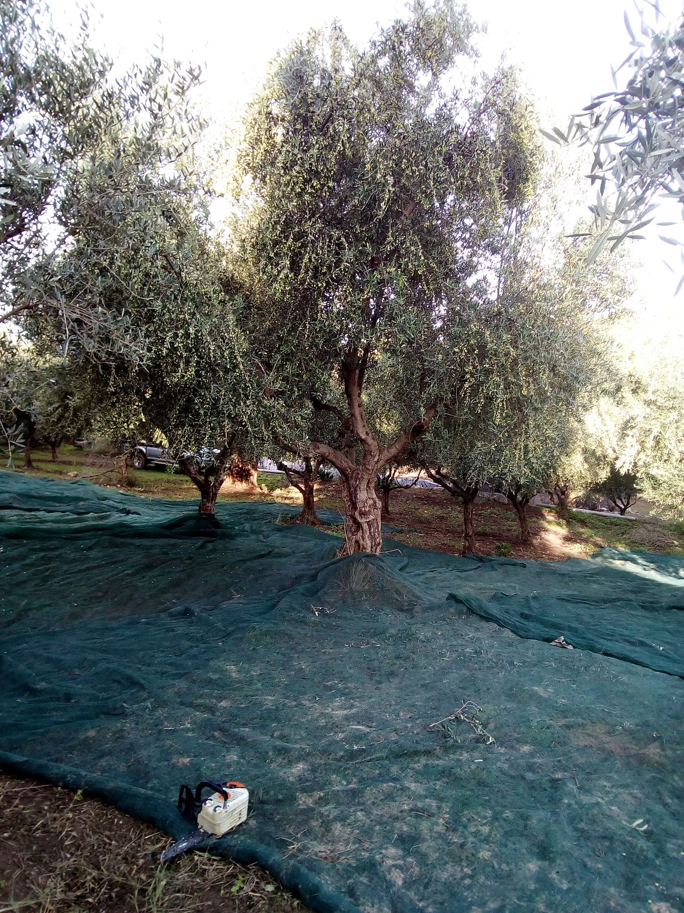 Before the harvest: a tree still carrying its crop.