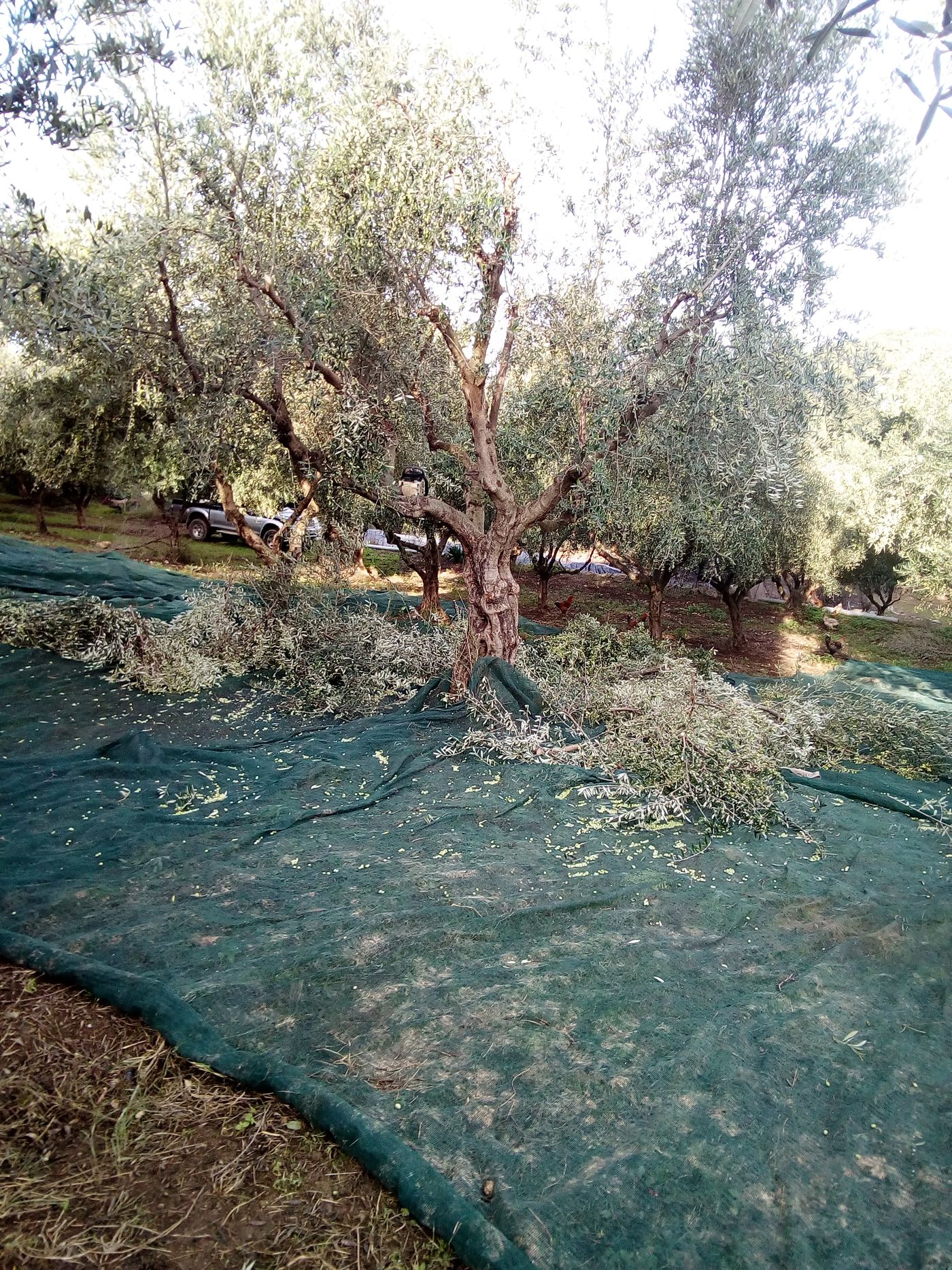After the harvest: more than half the canopy gone.