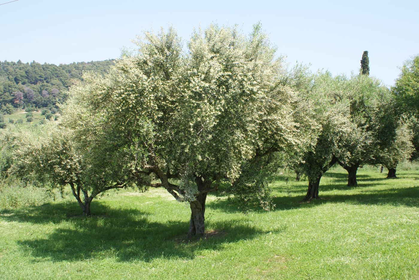 An olive tree in flower, in May.