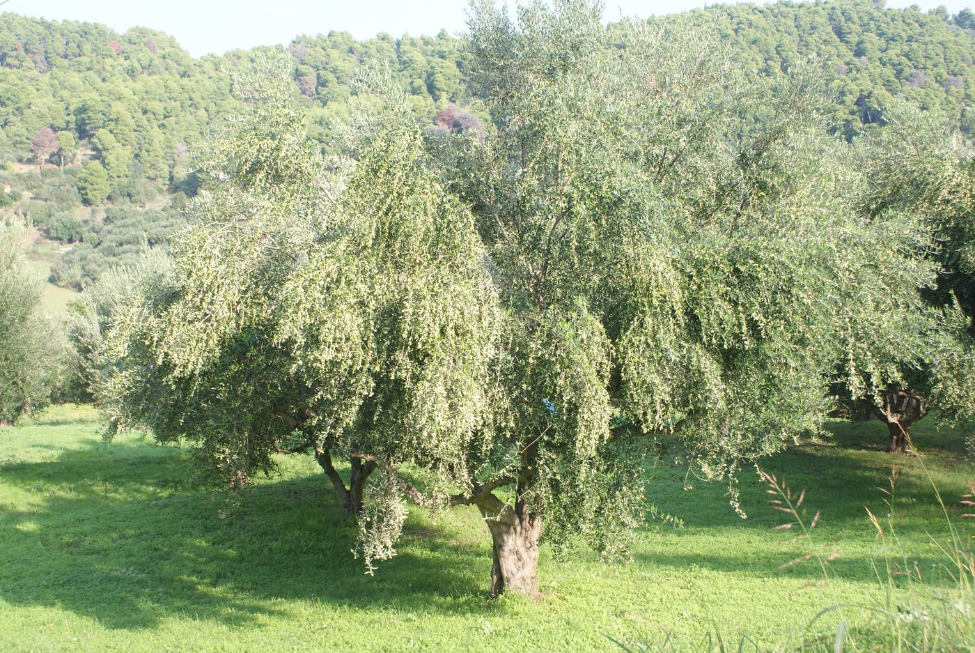 A large olive tree, ready for harvest.
