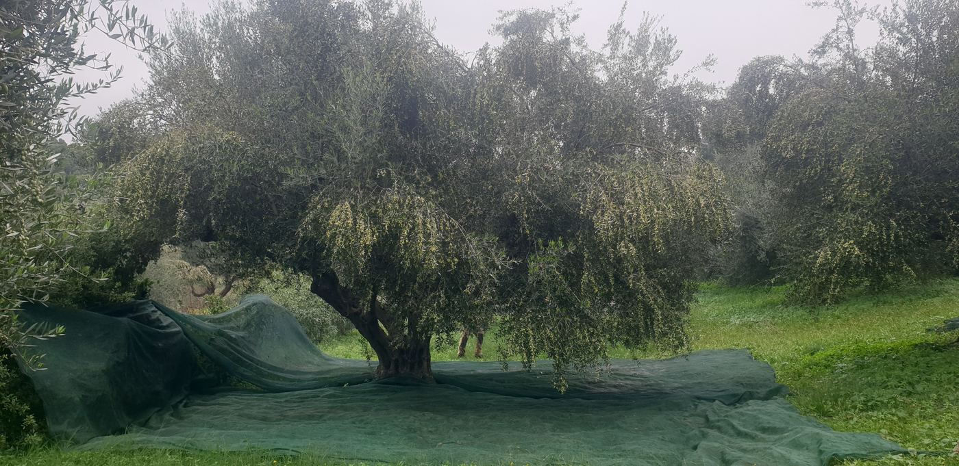 Before picking olives...