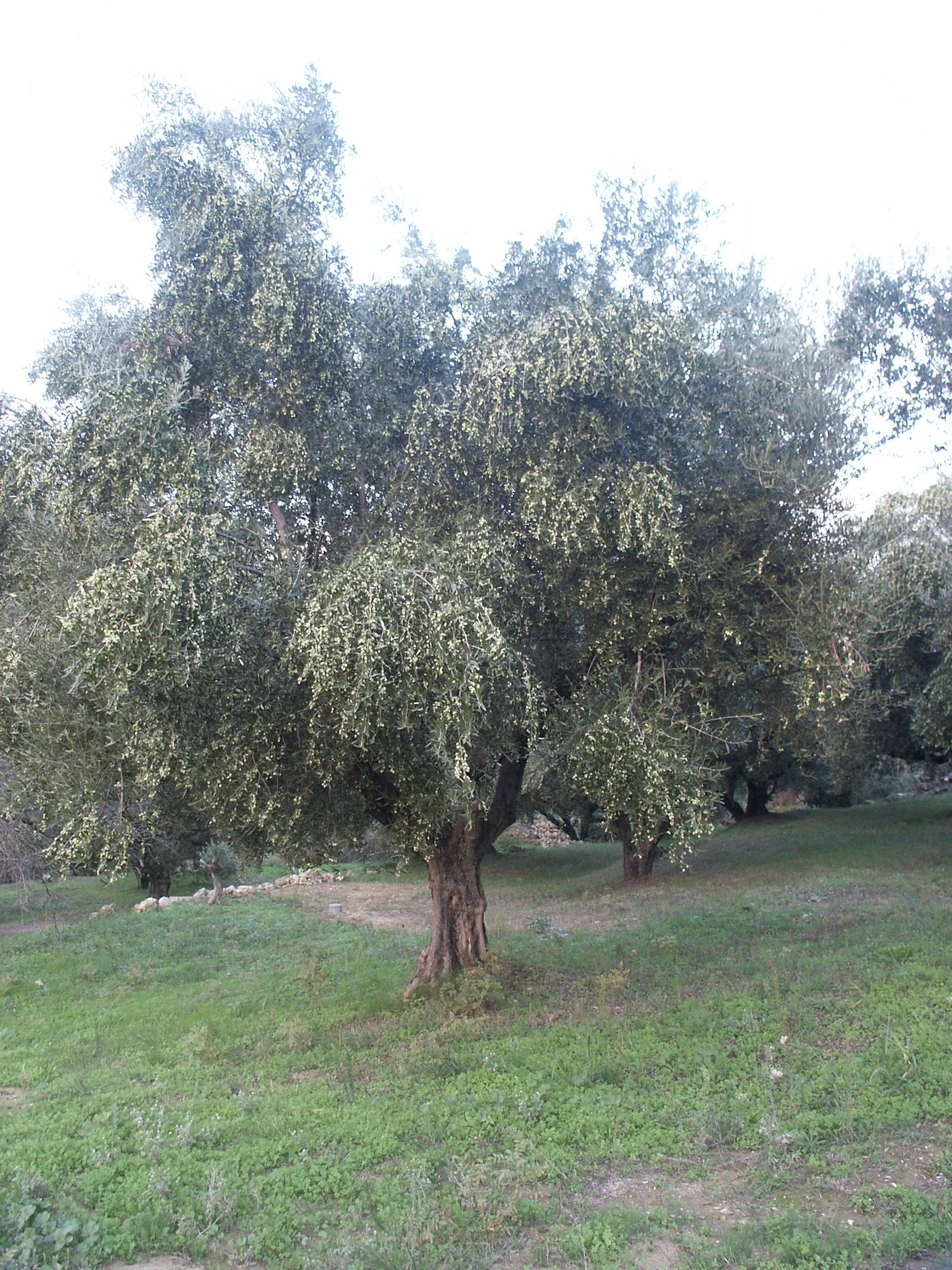 Ready for picking - not long now...