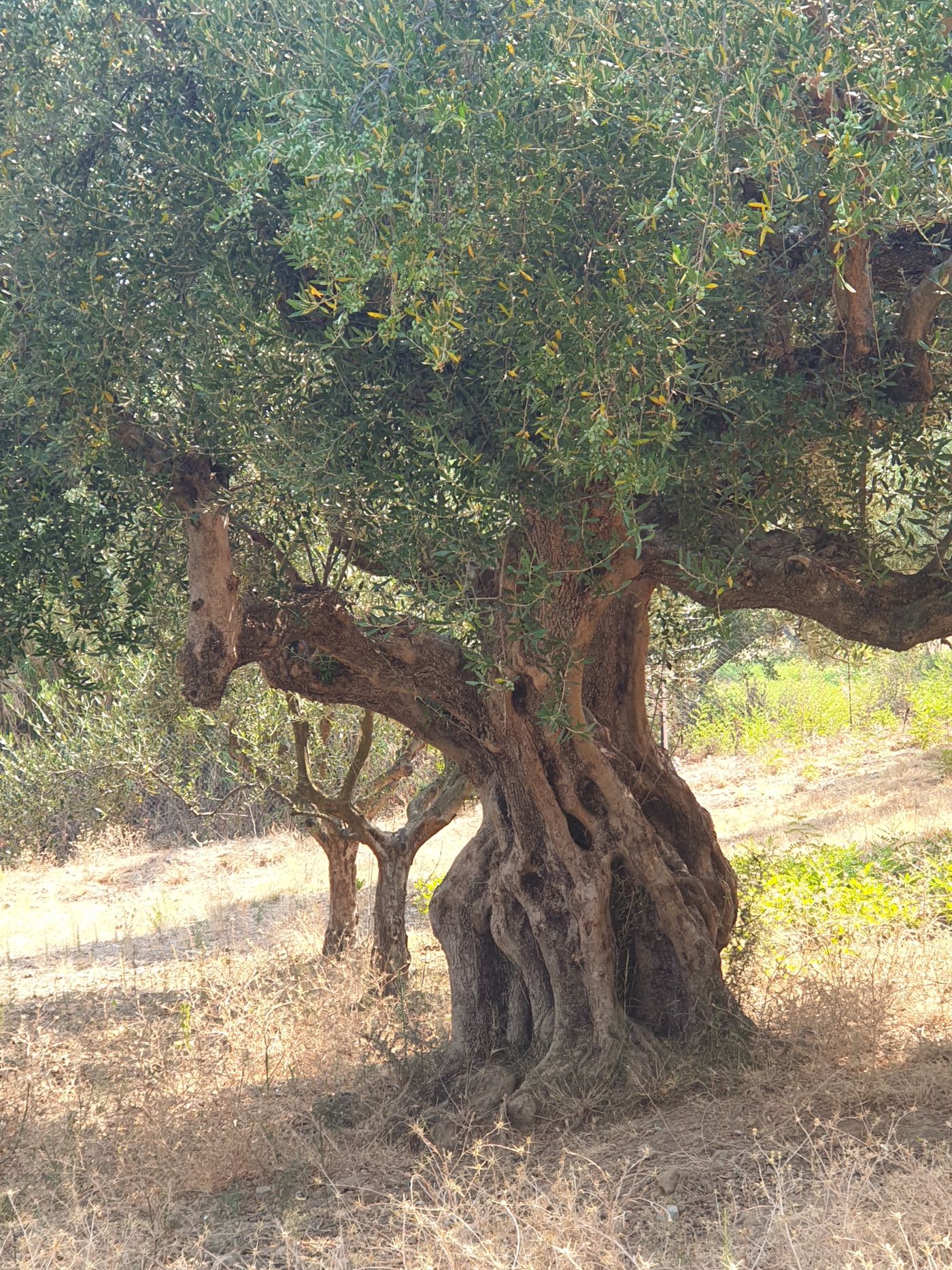 The gnarled trunk of an old olive tree.
