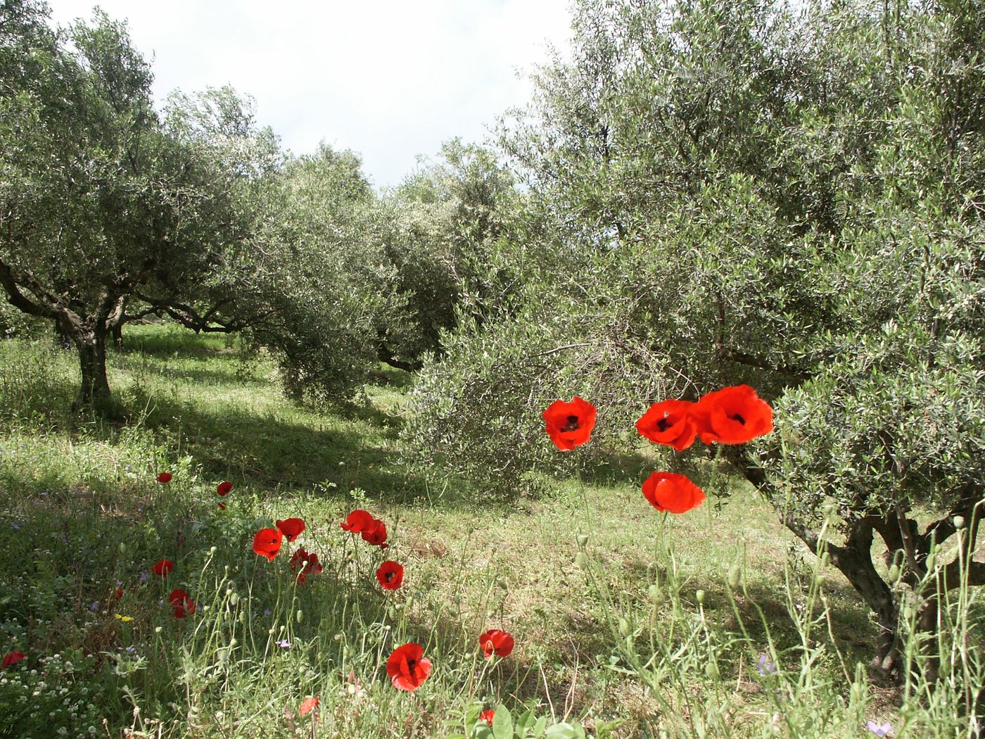 Poppies and olive trees - and cut the grass!