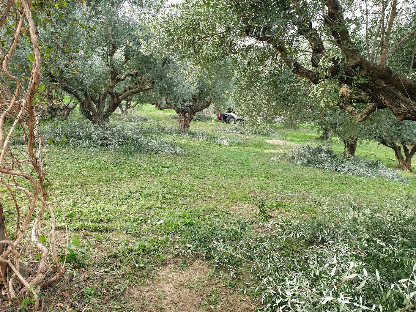 A light spring prune.