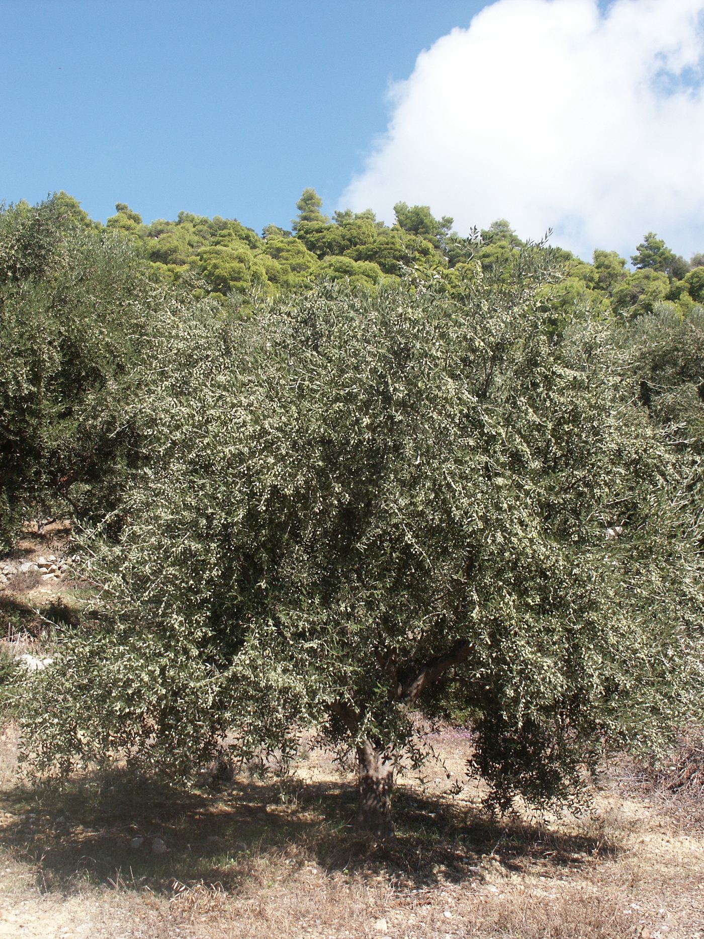A laden olive tree, with the pine forest behind.