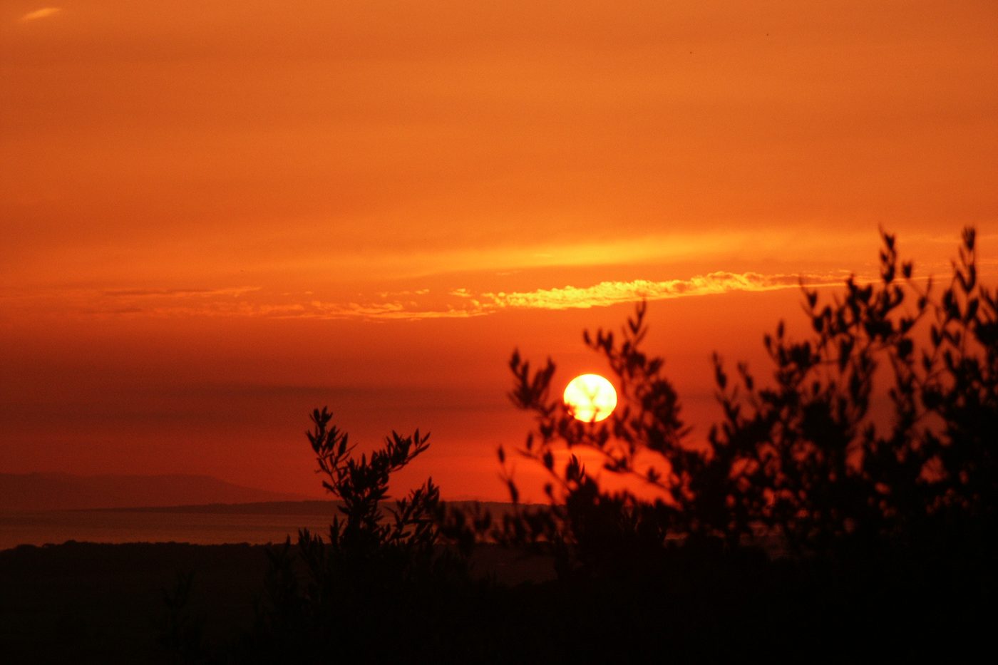 The sun going down over the bay, seen through the olive trees.