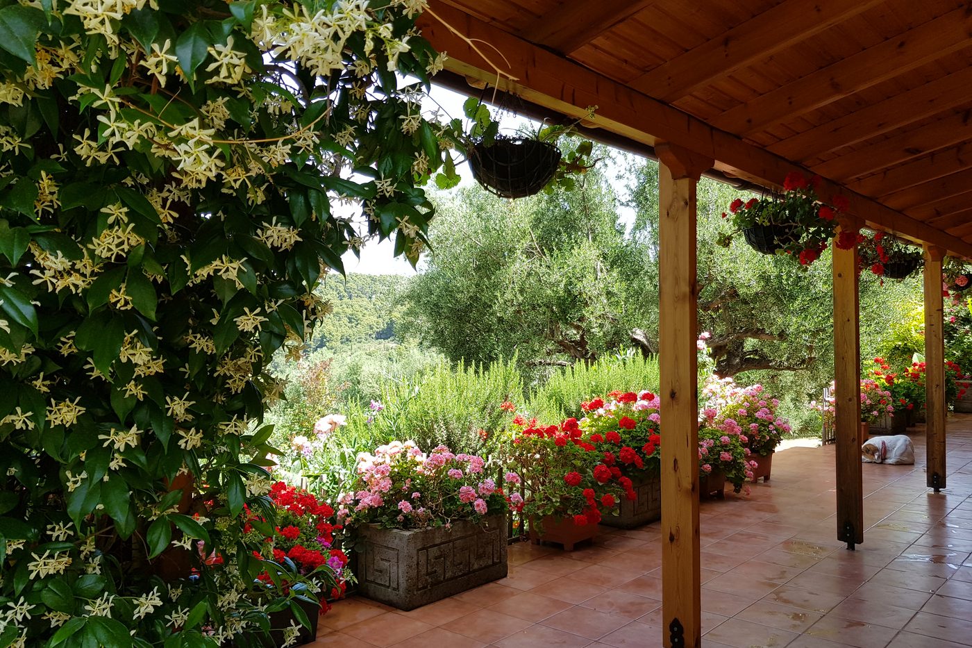 The covered veranda at The Olive Farm, with jasmine in flower over the posts and geraniums along the edge.