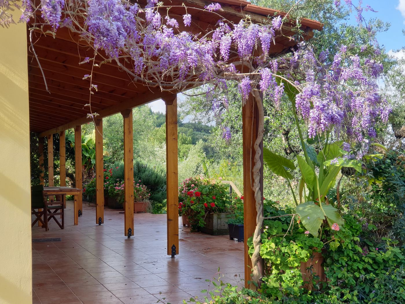 The veranda in spring, under the wisteria.